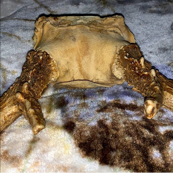 6-8 Point Deer Rack Great for Mounting in Man Cave - Picture 9 of 16